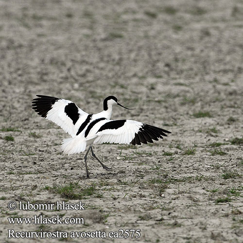 Recurvirostra avosetta Avocette élégante Avoceta Común tenkozobec opačný Avocetta Alfaite Bec d'alena Abozeta Klyde Kluut Avosetti Avosett Skärfläcka 反嘴鷸 Шилоклювка ソリハシセイタカシギ النكات 뒷부리장다리물떼새 Αβοκέτα Alfaiate Шилодзьобка Bontelsie Kılıçgaga סיפן