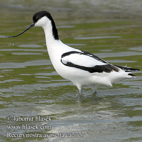 Recurvirostra avosetta Avoceta Común tenkozobec opačný Avocetta Alfaite Bec d'alena Abozeta Klyde Kluut Avosetti Avosett Skärfläcka 反嘴鷸 Шилоклювка ソリハシセイタカシギ النكات 뒷부리장다리물떼새 Αβοκέτα Alfaiate Шилодзьобка Bontelsie Kılıçgaga סיפן