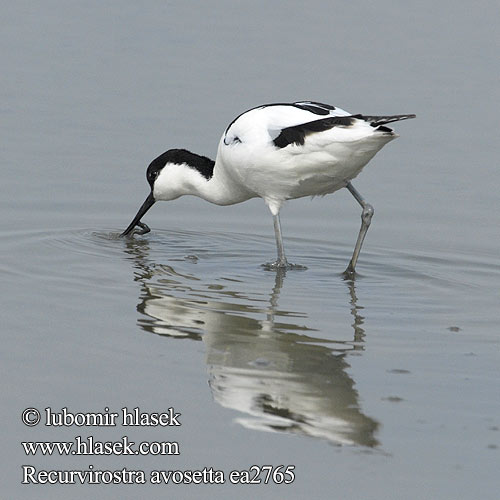 Recurvirostra Avocetta Alfaite Bec d'alena Abozeta Klyde Kluut Avosetti Avosett Skärfläcka 反嘴鷸 Шилоклювка ソリハシセイタカシギ النكات 뒷부리장다리물떼새 Αβοκέτα Alfaiate Шилодзьобка Bontelsie Kılıçgaga סיפן avosetta Avocet Säbelschnäbler Avocette élégante Avoceta Común