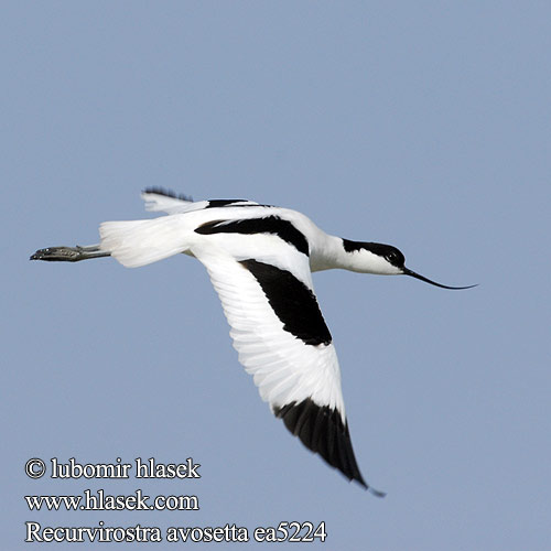 Recurvirostra avosetta Kılıçgaga סיפן Šabliarka modronohá Gulipán Avocet Säbelschnäbler Avocette élégante Avoceta Común tenkozobec opačný Avocetta Alfaite Bec d'alena Шилоклювка ソリハシセイタカシギ النكات 뒷부리장다리물떼새