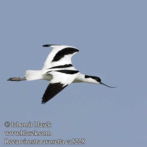 Recurvirostra avosetta סיפן Šabliarka modronohá Gulipán Avocet Säbelschnäbler Avocette élégante Avoceta Común tenkozobec opačný Avocetta Alfaite Bec d'alena Шилоклювка ソリハシセイタカシギ النكات 뒷부리장다리물떼새