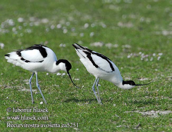 Recurvirostra avosetta Šabliarka modronohá Gulipán Avocet Säbelschnäbler Avocette élégante Avoceta Común tenkozobec opačný Avocetta Alfaite Bec d'alena Шилоклювка ソリハシセイタカシギ النكات 뒷부리장다리물떼새