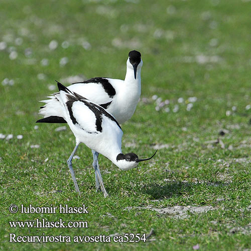 Recurvirostra avosetta Gulipán Avocet Säbelschnäbler Avocette élégante Avoceta Común tenkozobec opačný Avocetta Alfaite Bec d'alena Шилоклювка ソリハシセイタカシギ النكات 뒷부리장다리물떼새 Αβοκέτα Alfaiate Шилодзьобка Bontelsie Kılıçgaga סיפן Šabliarka modronohá