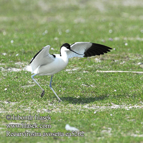 Recurvirostra avosetta Avocet Säbelschnäbler Avocette élégante Avoceta Común tenkozobec opačný Avocetta Alfaite Bec d'alena Шилоклювка ソリハシセイタカシギ النكات 뒷부리장다리물떼새 Αβοκέτα Alfaiate Шилодзьобка Bontelsie Kılıçgaga סיפן Šabliarka modronohá