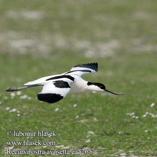 Recurvirostra avosetta Säbelschnäbler Avocette élégante Avoceta Común tenkozobec opačný Avocetta Alfaite Bec d'alena Шилоклювка ソリハシセイタカシギ النكات 뒷부리장다리물떼새 Αβοκέτα Alfaiate Шилодзьобка Bontelsie Kılıçgaga סיפן Šabliarka modronohá