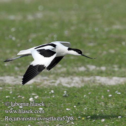 Recurvirostra avosetta Avocette élégante Avoceta Común tenkozobec opačný Avocetta Alfaite Bec d'alena Шилоклювка ソリハシセイタカシギ النكات 뒷부리장다리물떼새 Αβοκέτα Alfaiate Шилодзьобка Bontelsie Kılıçgaga סיפן Šabliarka modronohá