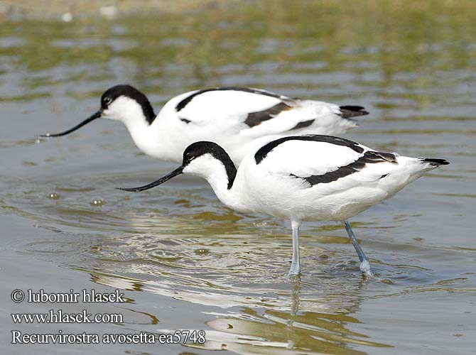 Recurvirostra avosetta Avoceta Común tenkozobec opačný Avocetta Alfaite Bec d'alena Шилоклювка ソリハシセイタカシギ النكات 뒷부리장다리물떼새 Αβοκέτα Alfaiate Шилодзьобка Bontelsie Kılıçgaga סיפן Šabliarka modronohá