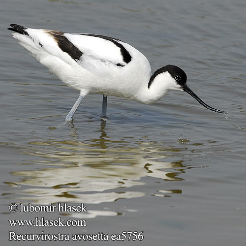 Recurvirostra avosetta Avocetta Alfaite Bec d'alena Шилоклювка ソリハシセイタカシギ النكات 뒷부리장다리물떼새 Αβοκέτα Alfaiate Шилодзьобка Bontelsie Kılıçgaga סיפן Šabliarka modronohá Gulipán Avocet Säbelschnäbler Avocette élégante Avoceta Común tenkozobec opačný