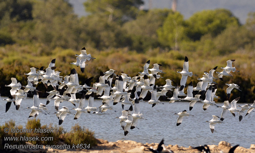 Avocet Recurvirostra avosetta