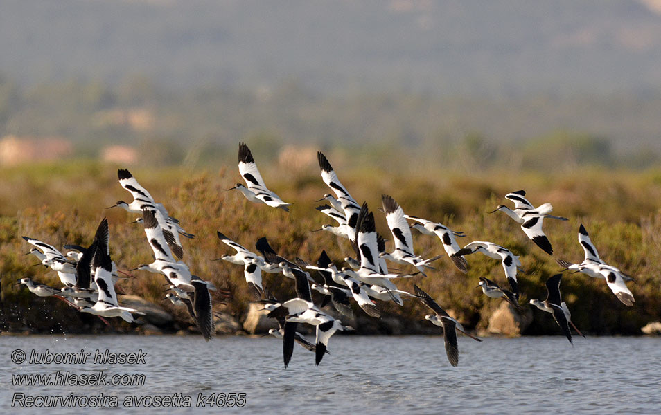 Avocette élégante Recurvirostra avosetta