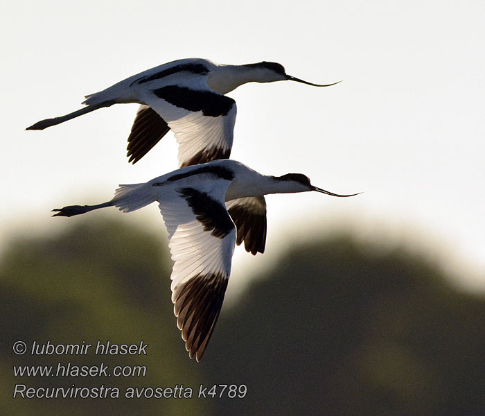 Avoceta Común Recurvirostra avosetta