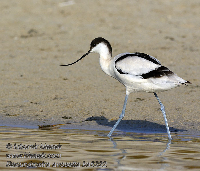 Avocetta Recurvirostra avosetta