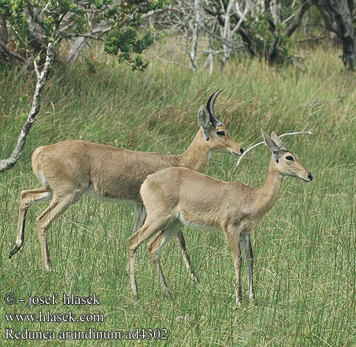 Redunca arundinum Southern Reedbuck Southern rørbuk Cobe roseaux Grote rietbok Nagy nádiantilop Nádibak Großer Riedbock Bahnivec jižní kaferský kapský Stor rørbukk Redunca comú Cob grande juncais 南苇羚 Ridbok południowy Редунка большой