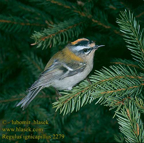 Regulus ignicapillus Firecrest Sommergoldhähnchen