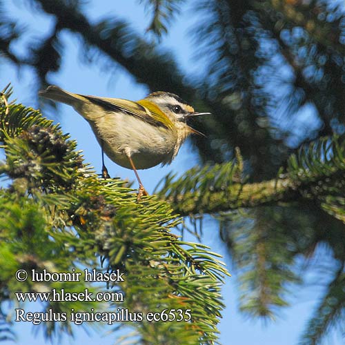 Regulus ignicapillus Firecrest Sommergoldhähnchen Roitelet triple bandeau