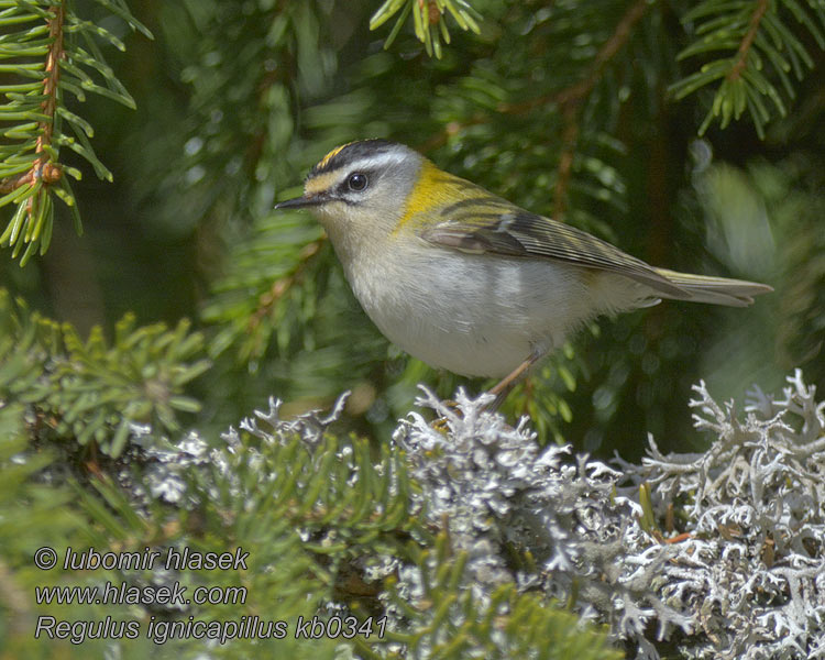 Firecrest Regulus ignicapillus