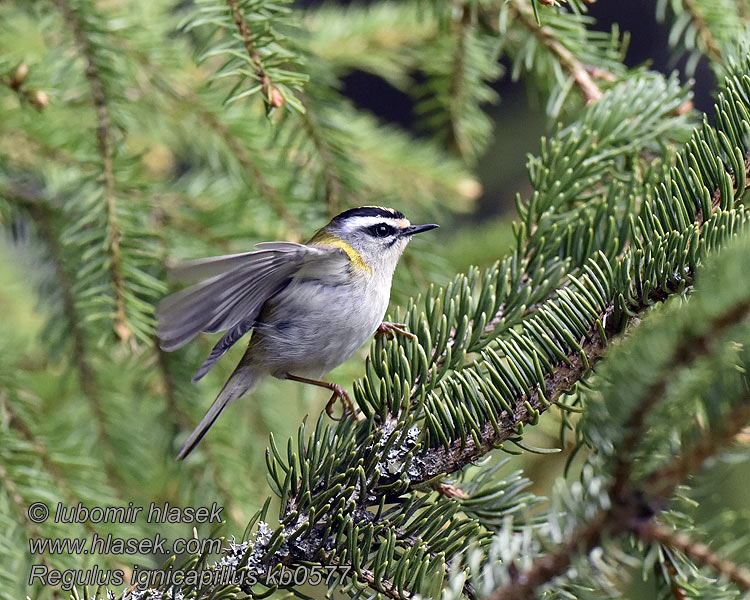 Sommergoldhähnchen Regulus ignicapillus