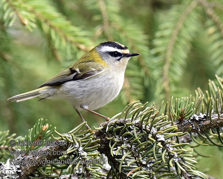 Králíček ohnivý Regulus ignicapillus