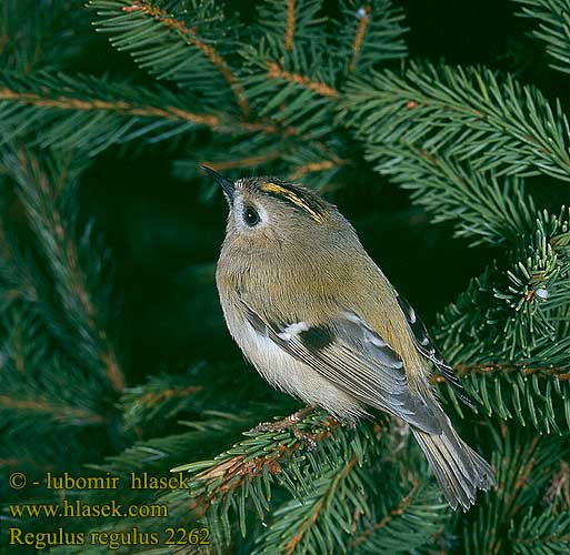 Regulus regulus Goldcrest Wintergoldhähnchen Roitelet huppé