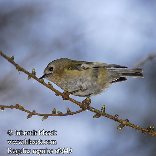 Wintergoldhähnchen Roitelet huppé Reyezuelo Sencillo