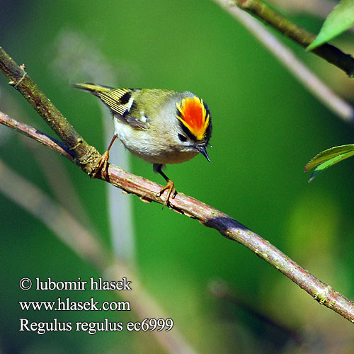 Goldcrest Wintergoldhähnchen Roitelet huppé