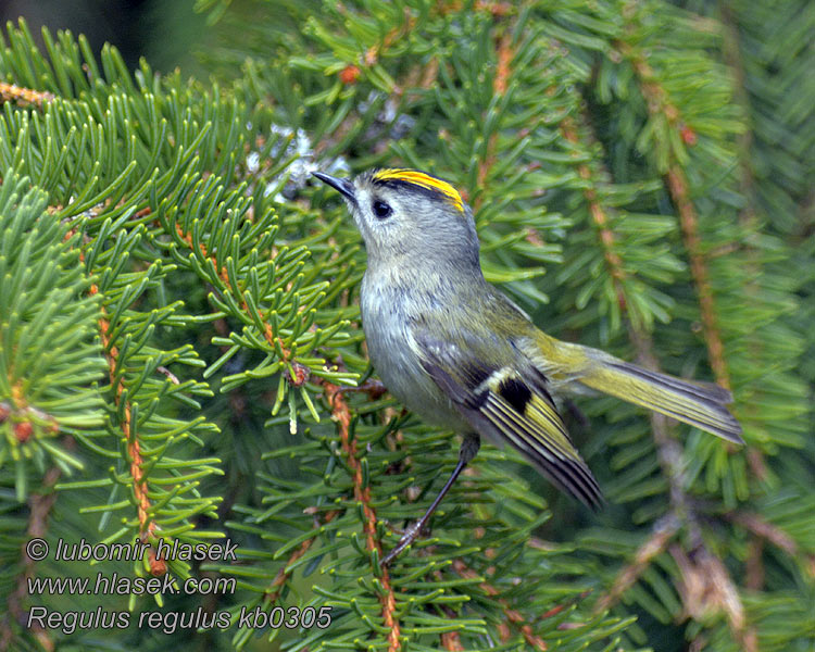 Goldcrest Regulus regulus