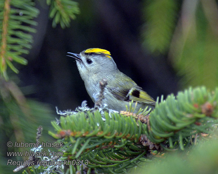 Wintergoldhähnchen Regulus regulus