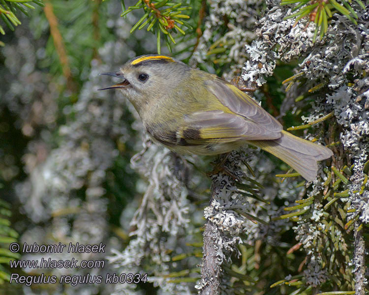 Roitelet huppé Regulus regulus