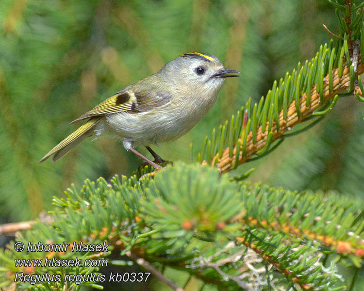 Králíček obecný Regulus regulus