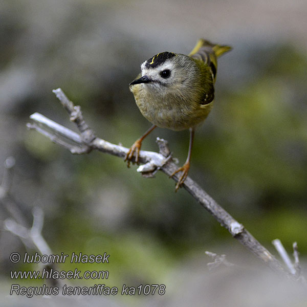 Regulus teneriffae Canary Islands Kinglet Králíček kanárský