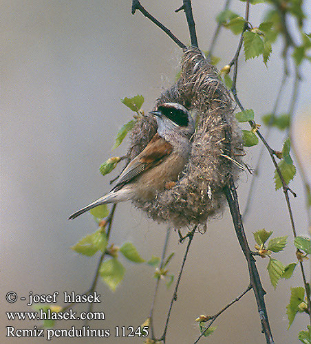 Remiz pendulinus Penduline Tit Beutelmeise Rémiz penduline