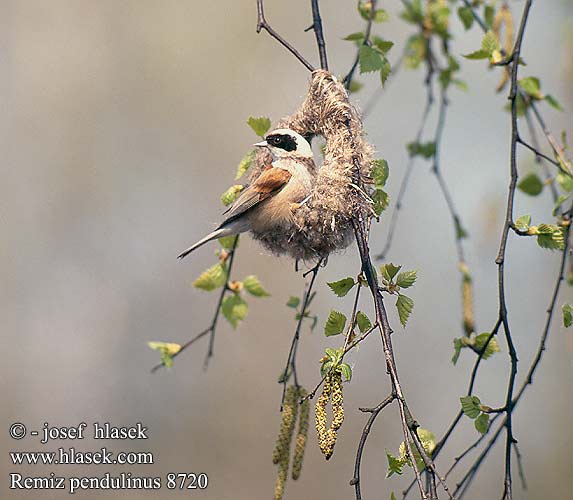 Penduline Tit Beutelmeise Rémiz penduline Pájaro Moscón