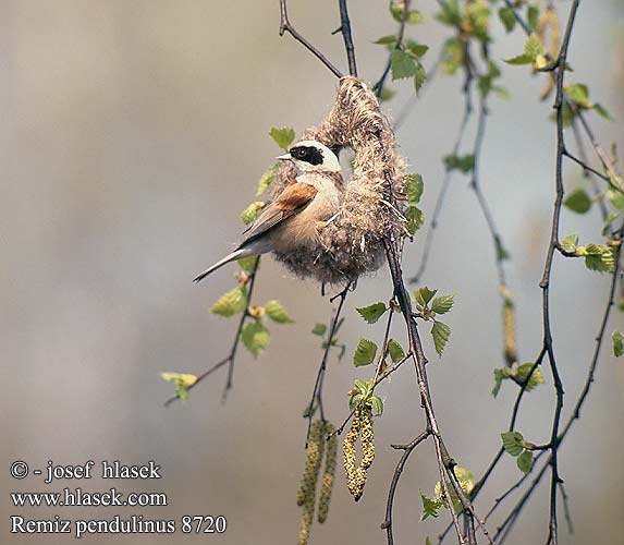 Penduline Tit Beutelmeise Rémiz penduline Pájaro Moscón