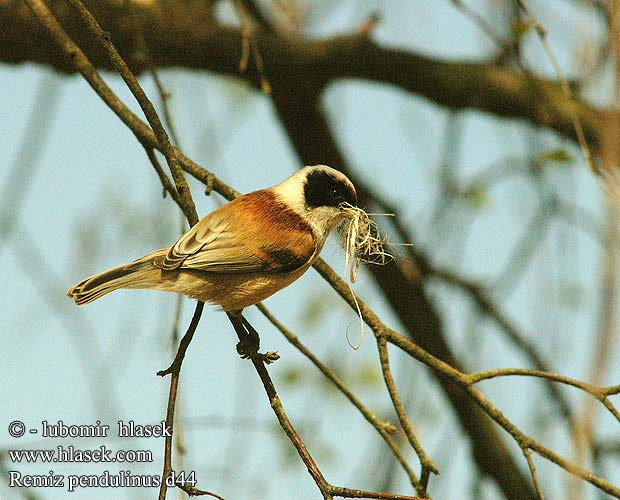 Beutelmeise Rémiz penduline Pájaro Moscón