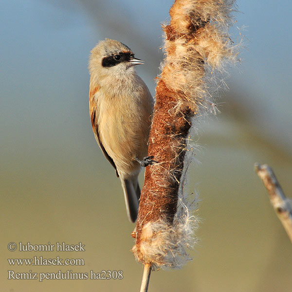 Ремез Çulhakuşu רמית Kúdeľníčka lužná Boicus Boicusul Függőcinege Remiz pendulinus Penduline Tit Beutelmeise Rémiz penduline Pájaro Moscón Moudiváček lužní Pungmejse Buidelmees Pussitiainen Pendolino Pungmeis Pungmes 攀雀 Обыкновенный ремез ニシツリスガラ Σακουλοπαπαδίτσα Chapim-de-faces-pretas