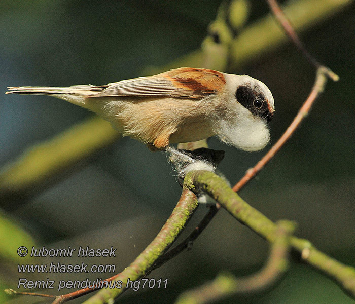 Penduline Tit Beutelmeise Rémiz penduline Remiz pendulinus