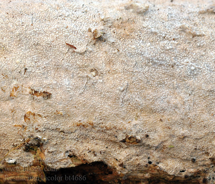 Resinicium bicolor Ostnáček dvoubarvý Zweifarbiger Harzzahn