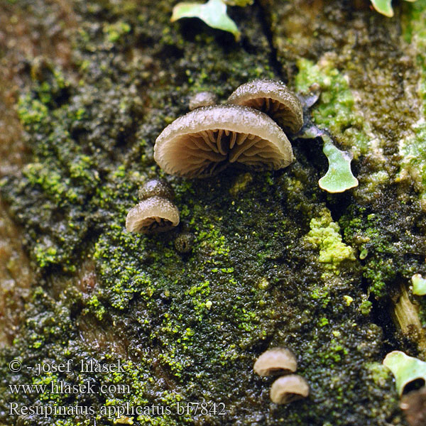 esupinatus applicatus Hlíva připjatá Smoked Oysterling