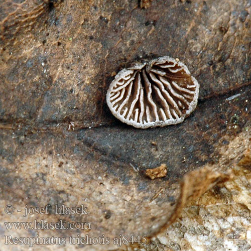 Resupinatus trichotis Rhizina undulata Hlíva chlupatá