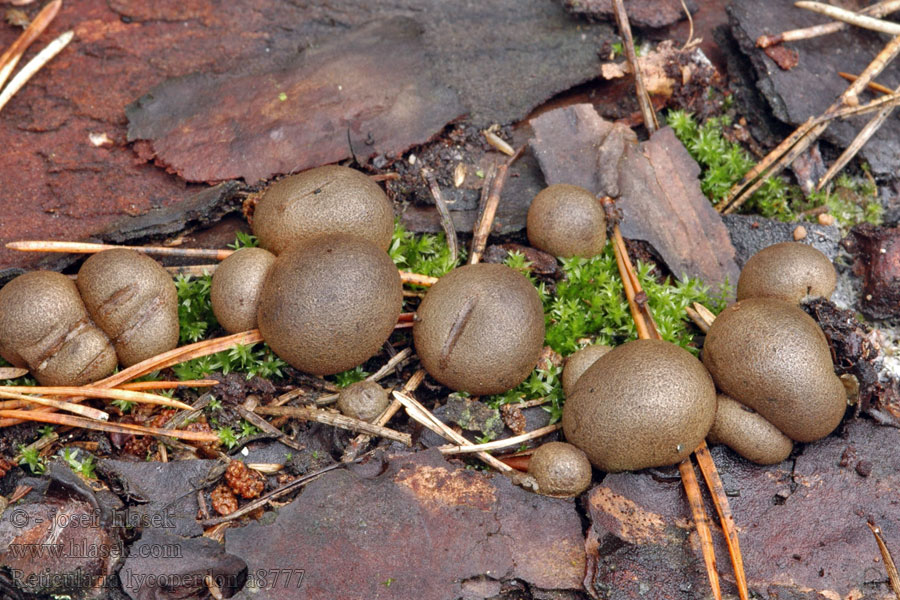 Reticularia lycoperdon