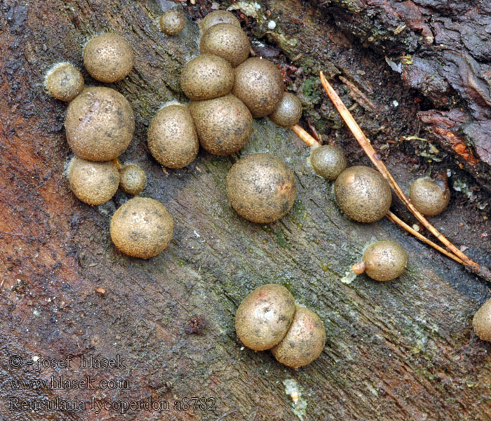 Zilveren boomkussen False puffball Hamis pöfeteg Sieťnatka obyčajná Sotägg Reticularia lycoperdon