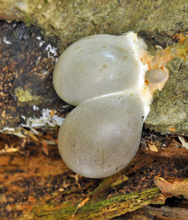 Stäublings-Schleimpilz Samotek zmienny Ретикулярия дождевик Reticularia lycoperdon