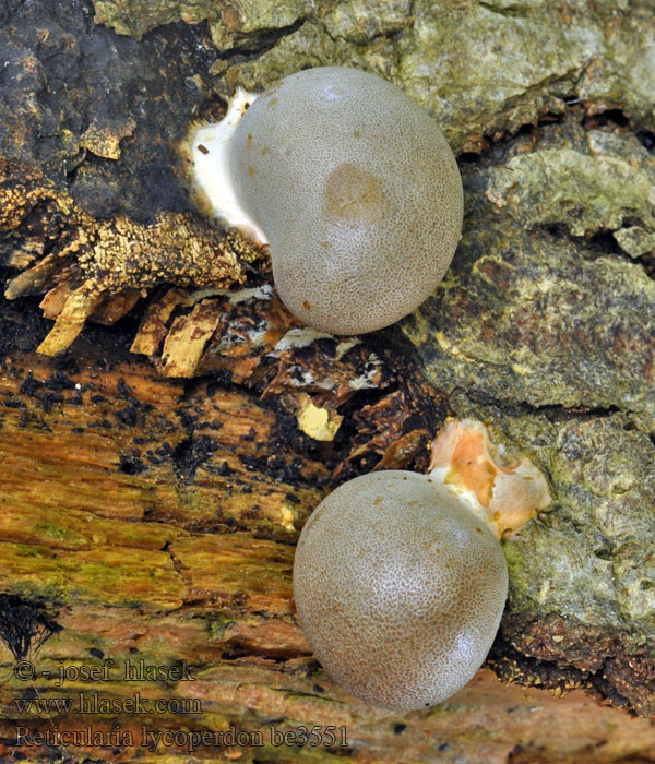 Síťovka pýchavkovitá Reticularia lycoperdon Enteridium