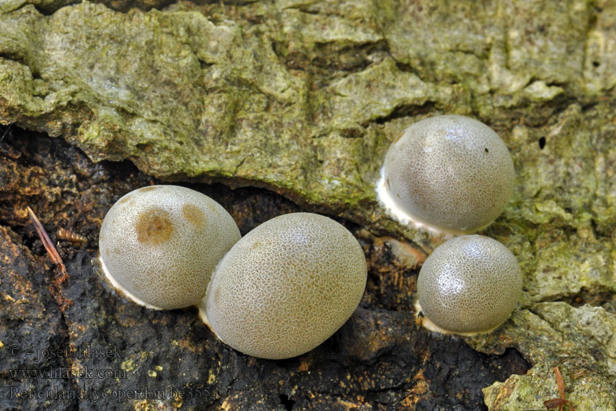 Reticularia lycoperdon False puffball Hamis pöfeteg Sieťnatka obyčajná Sotägg