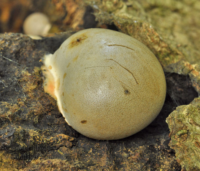 Reticularia lycoperdon Enteridium Ретикулярия дождевик Zilveren boomkussen