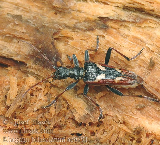 Rhagium bifasciatum Tesařík dvoupásý dvoupásovaný Two-banded longhorn beetle Gevlekte dennenboktor Båndet tandbuk Gelbbindige Zangenbock Zweibindiger Zweistreifiger Rębacz dwupaskowiec Fuzáč dvojpásovaný