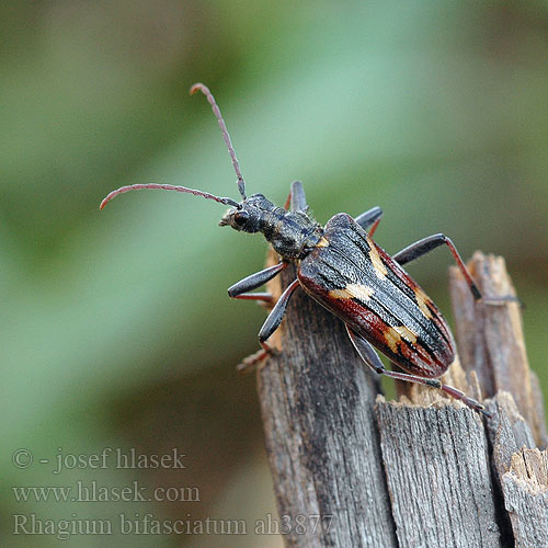 Two-banded longhorn beetle Gevlekte dennenboktor Båndet tandbuk Gelbbindige Zangenbock Zweibindiger Zweistreifiger Rębacz dwupaskowiec Fuzáč dvojpásovaný Rhagium bifasciatum Tesařík dvoupásý dvoupásovaný