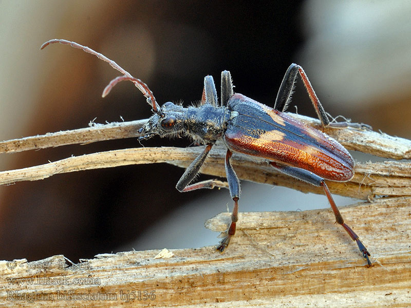 Rhagium bifasciatum Gelbbindige Zangenbock Zweibindiger Zweistreifiger Rębacz dwupaskowiec Fuzáč dvojpásovaný