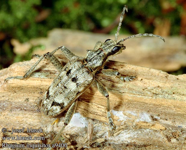 Rhagium inquisitor Kousavec korový Tesařík Schrotbock