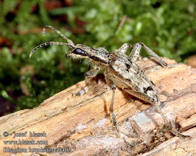 Rhagium inquisitor Havukantojäärä Rhagie inquisitrice